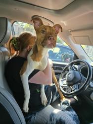Found/Stray Male Dog last seen Kimberly apmts, Columbus, OH 43232