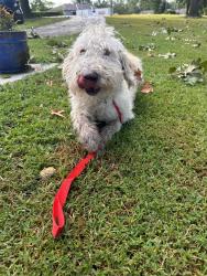 Found/Stray Female Dog last seen Red Bridge Road and Blue River Road, Kansas City, MO 64137
