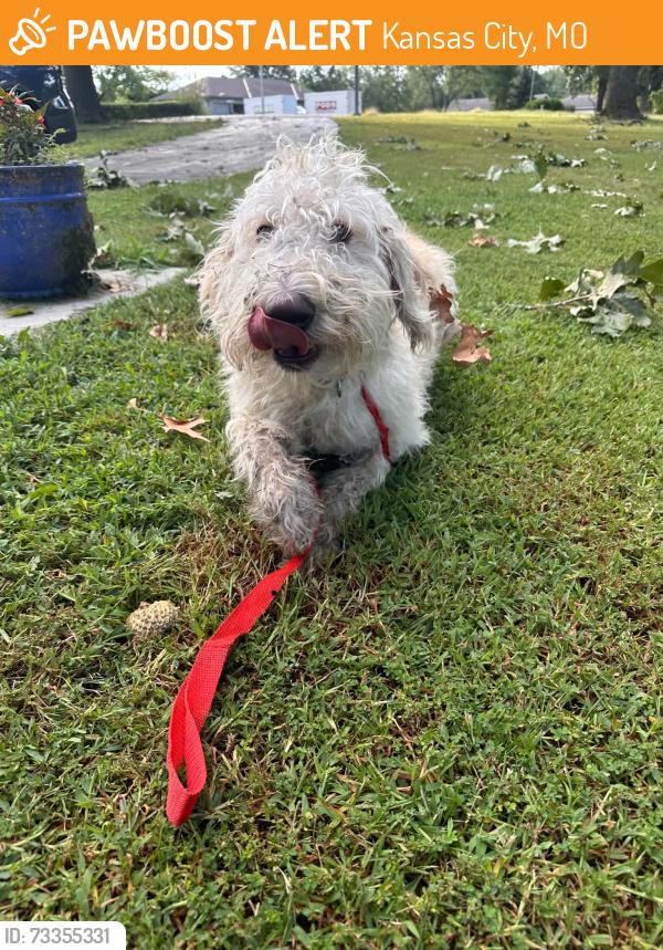 Found/Stray Female Dog last seen Red Bridge Road and Blue River Road, Kansas City, MO 64137