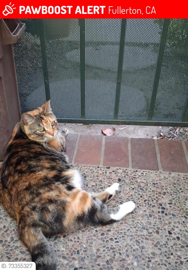 Lost Female Cat last seen Brea blvd/ Bastanchury, Fullerton, CA 92831