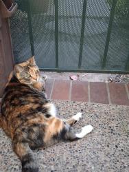 Lost Female Cat last seen Brea blvd/ Bastanchury, Fullerton, CA 92831