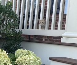 Reunited Female Cat last seen Wrathall Dr and cell and dr, Ashburn, VA 20148