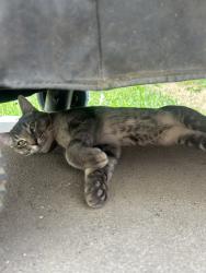 Found/Stray Male Cat last seen Grant Ave, Loveland, CO 80538