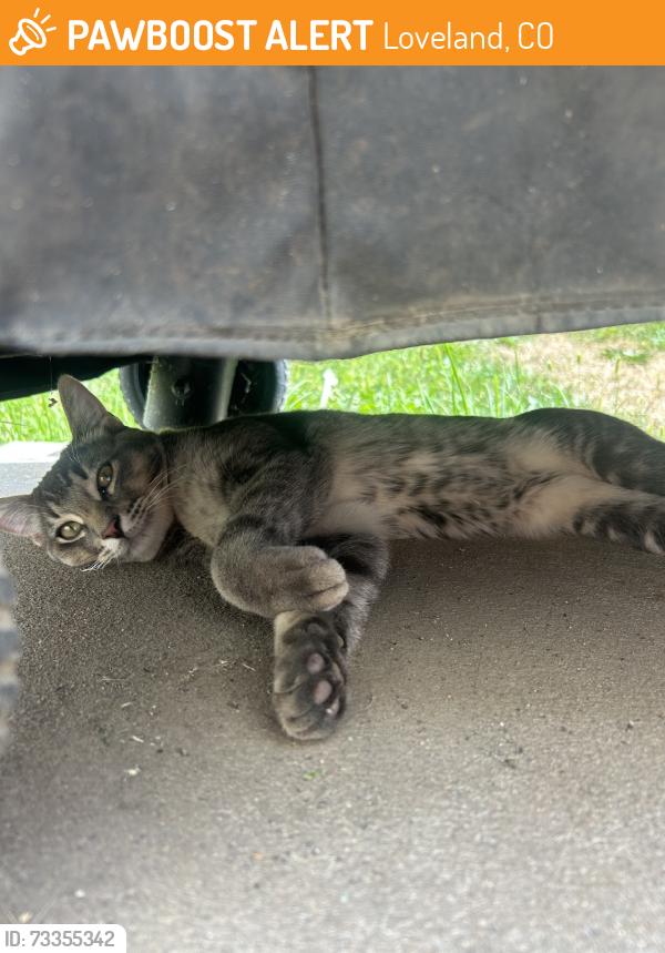 Found/Stray Male Cat last seen Grant Ave, Loveland, CO 80538