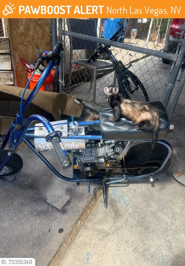 Found/Stray Unknown Ferret last seen Pecos and Carey, North Las Vegas, NV 89030
