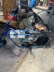 Found/Stray Unknown Ferret last seen Pecos and Carey, North Las Vegas, NV 89030