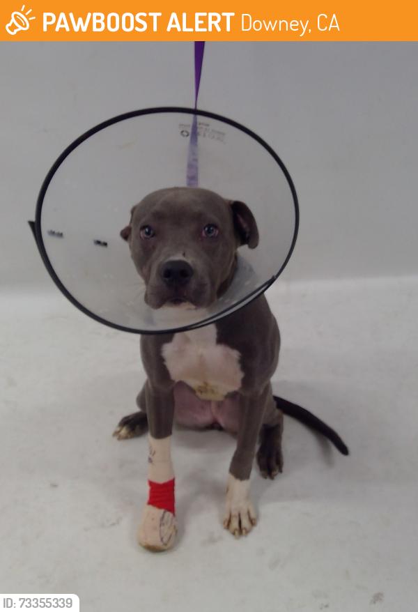 Found/Stray Female Dog last seen Downey now at Seacca Downey Shelter, Downey, CA 90241