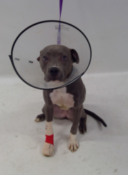 Found/Stray Female Dog last seen Downey now at Seacca Downey Shelter, Downey, CA 90241