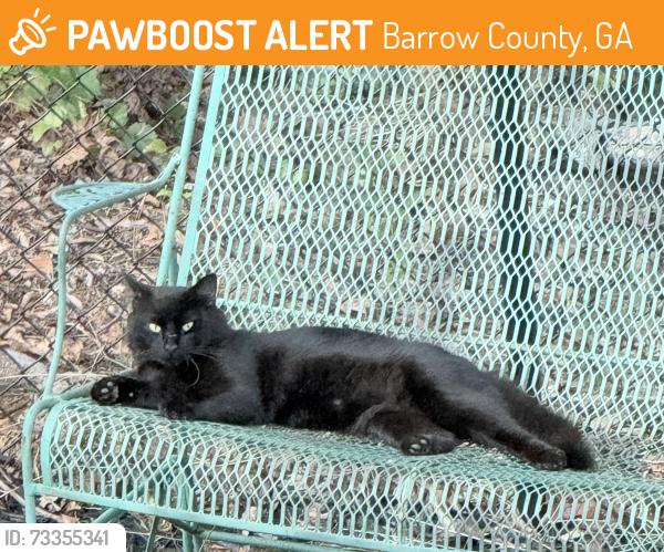 Found/Stray Unknown Cat last seen Westminster trail, Barrow County, GA 30680