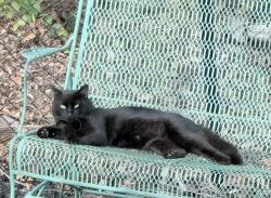 Found/Stray Unknown Cat last seen Westminster trail, Barrow County, GA 30680