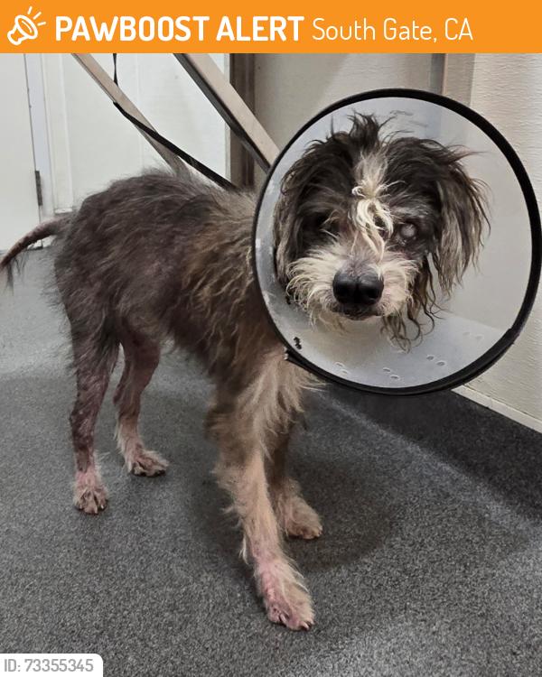 Found/Stray Male Dog last seen South Gate now at Seacca Downey Shelter, South Gate, CA 90280