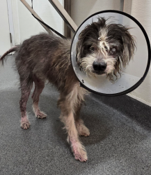 Found/Stray Male Dog last seen South Gate now at Seacca Downey Shelter, South Gate, CA 90280