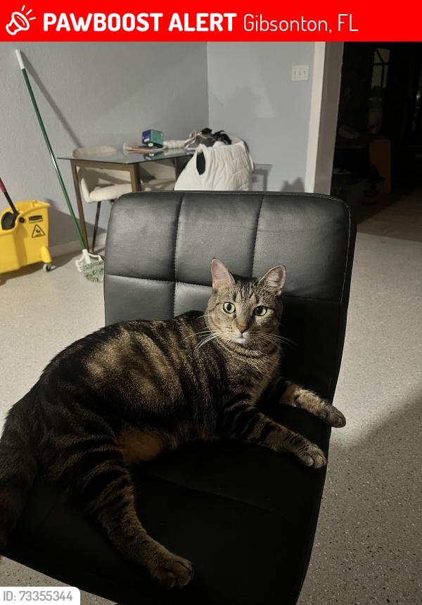 Lost Female Cat last seen Walmart Gibsonton Dr, Gibsonton, FL 33534