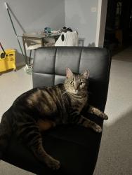 Lost Female Cat last seen Walmart Gibsonton Dr, Gibsonton, FL 33534