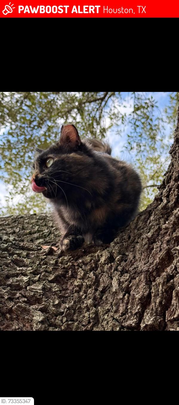 Lost Female Cat last seen Near, Houston, TX 77073