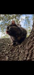 Lost Female Cat last seen Near, Houston, TX 77073