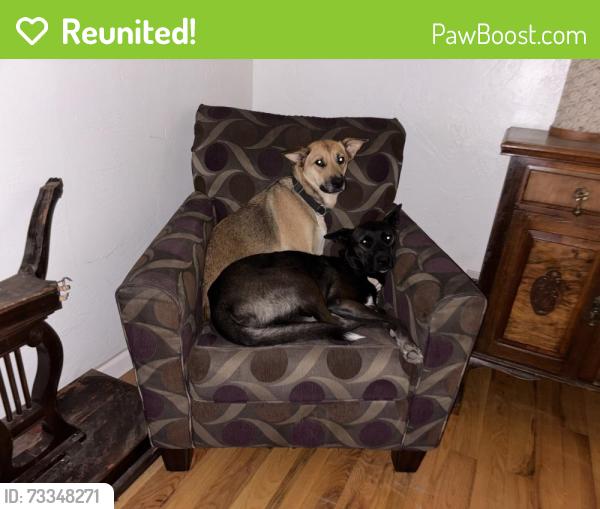 Reunited Female Dog last seen Near 4th Ave & 3rd St, Sacramento, CA 95817