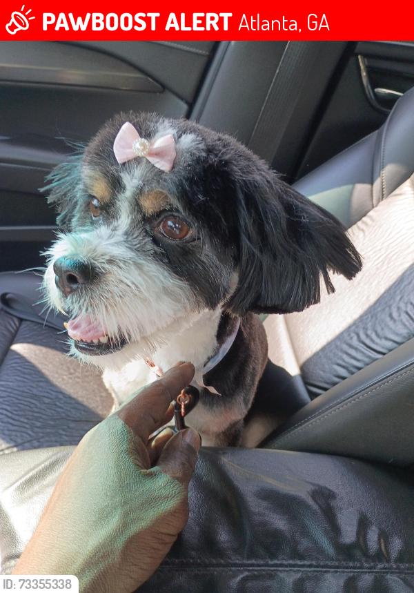 Lost Female Dog last seen Joseph boone, Atlanta, GA 30314