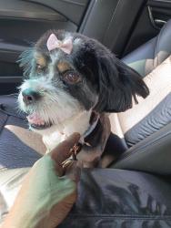 Lost Female Dog last seen Joseph boone, Atlanta, GA 30314