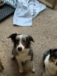 Reunited Female Dog last seen Coleen st, San Antonio, TX 78228