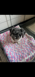 Reunited Female Dog last seen Near s Nordica ave, Chicago, IL 60638