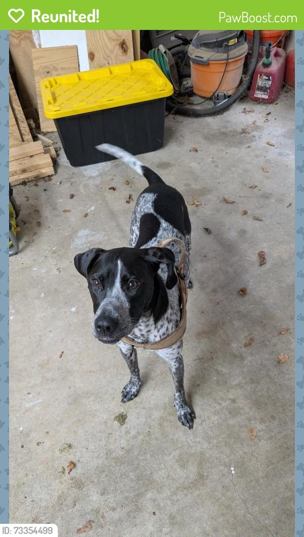 Reunited Female Dog last seen Spring Creek Road and Fern Terrace, Roswell, GA 30075