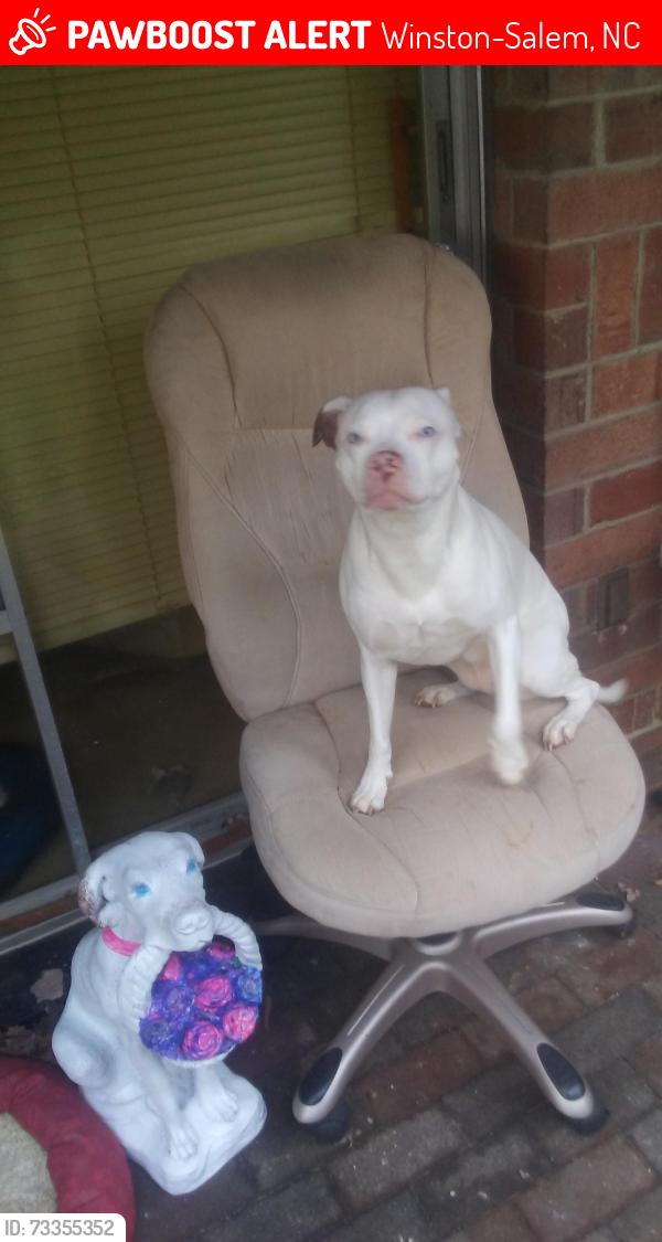 Lost Female Dog last seen Rankin St, Winston-Salem, NC 27101