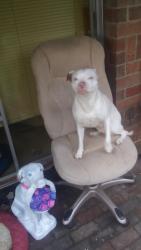 Lost Female Dog last seen Rankin St, Winston-Salem, NC 27101