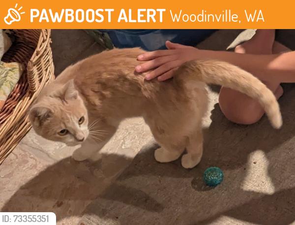 Found/Stray Unknown Cat last seen Near and 191, Woodinville, WA 98077
