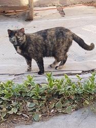 Reunited Female Cat last seen Hubbard and Manzano Vista, Albuquerque, NM 87123
