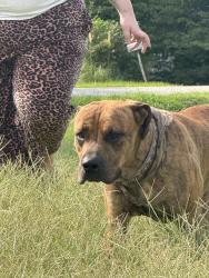 Found/Stray Male Dog last seen Greer recruitment center, Greer, SC 29651