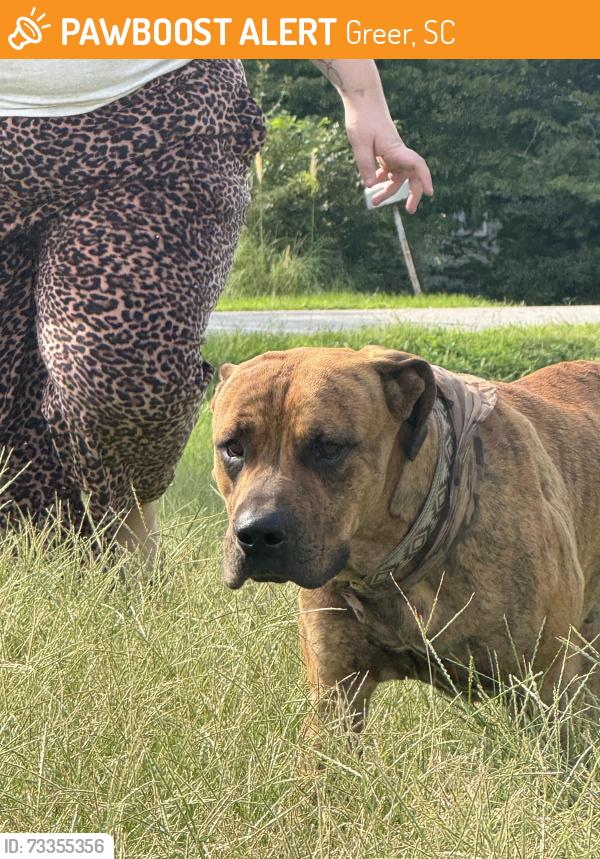 Found/Stray Male Dog last seen Greer recruitment center, Greer, SC 29651