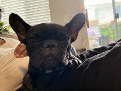Found/Stray Unknown Dog last seen 223rd, Torrance, CA 90502
