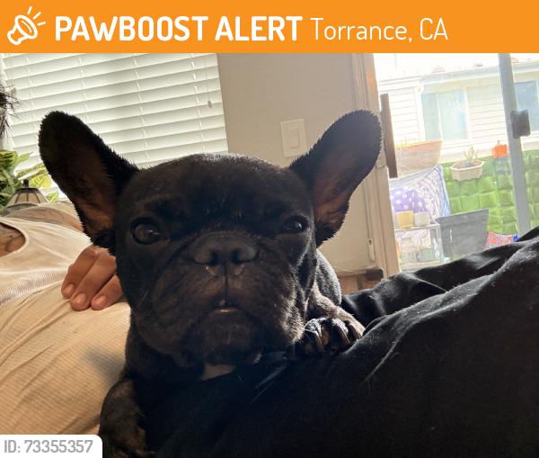 Found/Stray Unknown Dog last seen 223rd, Torrance, CA 90502