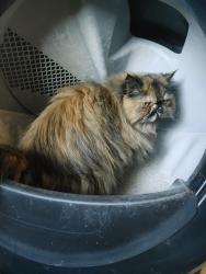 Lost Female Cat last seen 56th and zuni, Denver, CO 80221