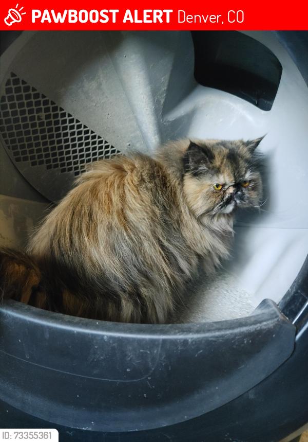 Lost Female Cat last seen 56th and zuni, Denver, CO 80221