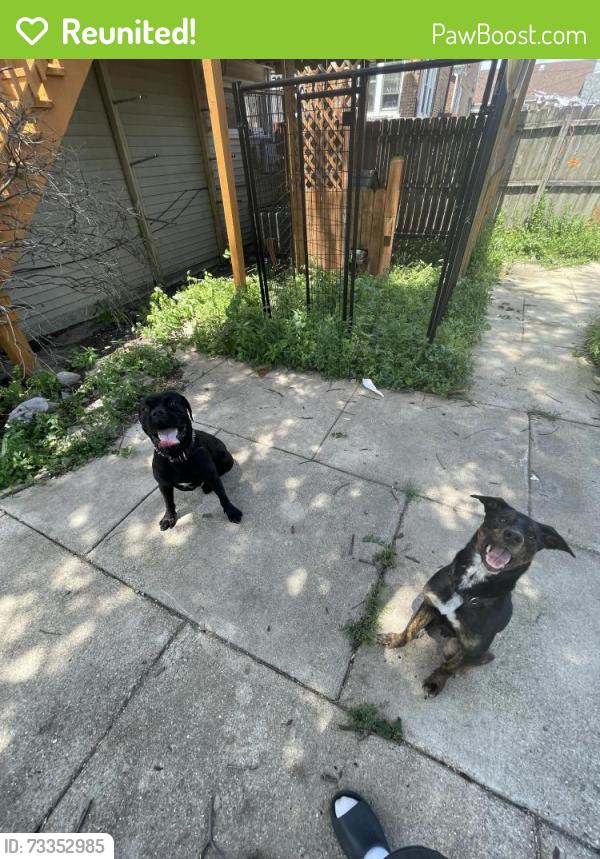 Reunited Male Dog last seen S Hamlin ave, Chicago, IL 60632