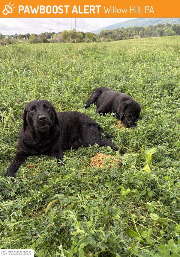 Found/Stray Unknown Dog last seen I-76 Mile Marker 189, Willow Hill, PA 17271