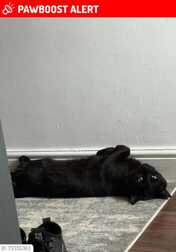 Lost Male Cat last seen Bartholomew road, Stoke-on-Trent, England ST3 5NE