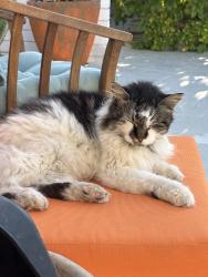 Lost Female Cat last seen Tamarisk, Rancho Mirage, CA 92270