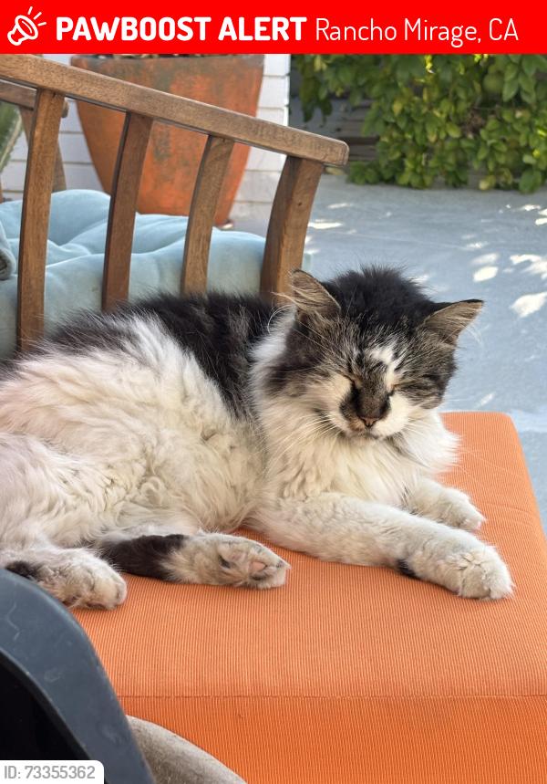 Lost Female Cat last seen Tamarisk, Rancho Mirage, CA 92270
