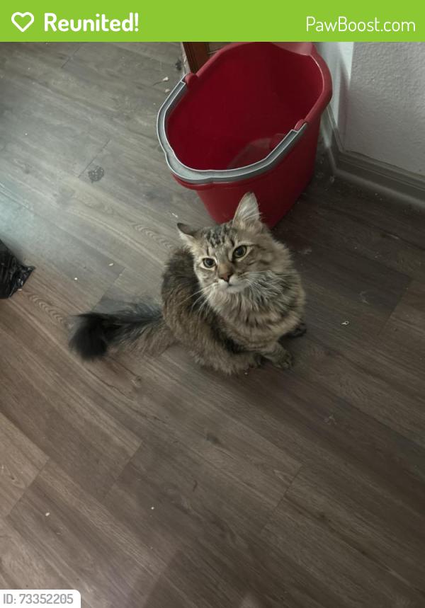 Reunited Male Cat last seen league city s egret bay Blvd, League City, TX 77573