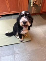 Lost Male Dog last seen Marshall Park and 13th ave, Portland, OR 97219