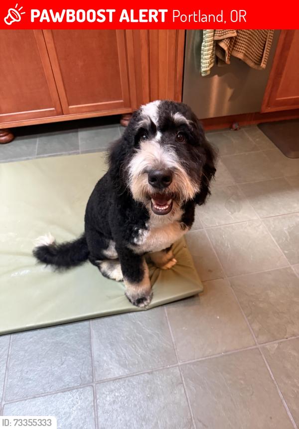 Lost Male Dog last seen Marshall Park and 13th ave, Portland, OR 97219