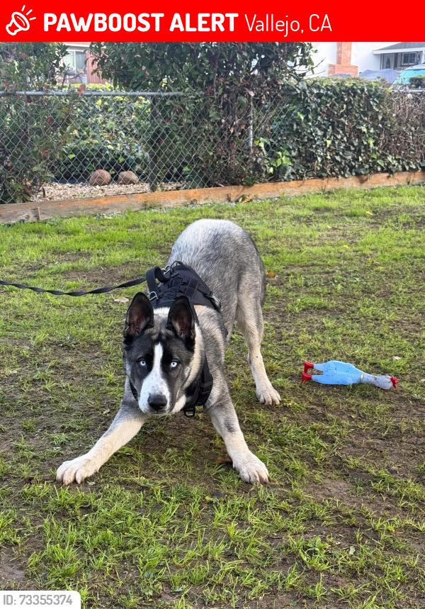 Lost Male Dog last seen Mini drive, Vallejo, CA 94590