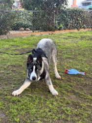Lost Male Dog last seen Mini drive, Vallejo, CA 94590