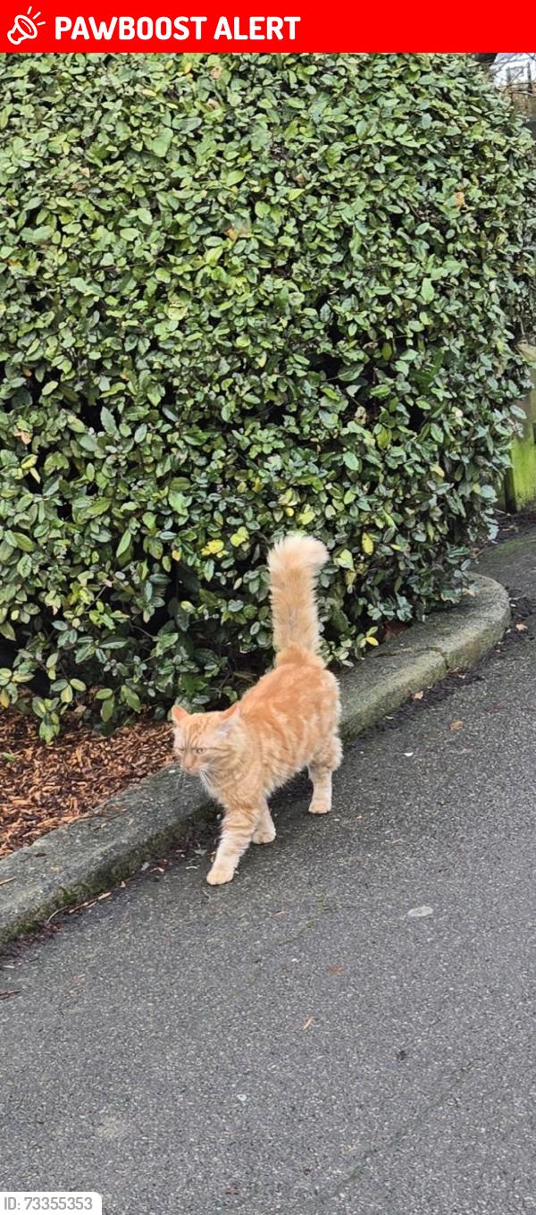 Lost Male Cat last seen Colvin gardens, Greater London, England IG6 2RA