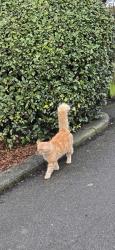 Lost Male Cat last seen Colvin gardens, Greater London, England IG6 2RA