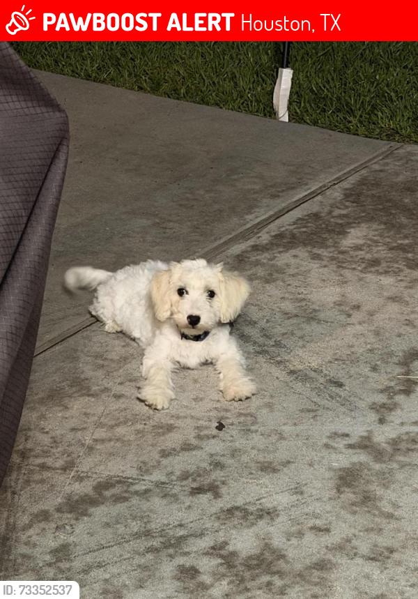 Lost Male Dog last seen Tc jester blvd near greens rd corner, Houston, TX 77067