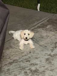 Lost Male Dog last seen Tc jester blvd near greens rd corner, Houston, TX 77067